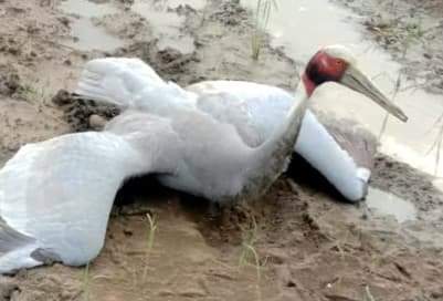 बिजली की तार से घायल होकर खेत में गिरा सारस