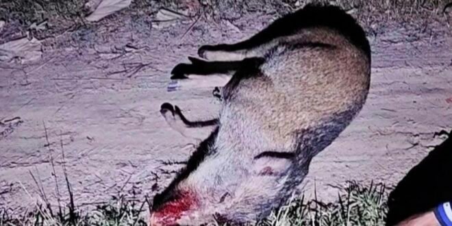 पकड़ी रेंज के जंगल में जंगली सूअर का शिकार कर ले जाते एक शिकारी गिरफ्तार, वन विभाग ने भेजा जेल