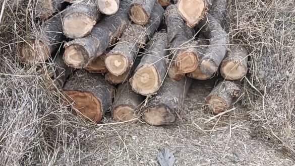 बिना अनुमति काटे चार सागौन के पेड़, 31 बोटा लकड़ी बरामद