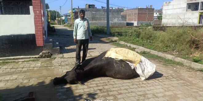  करंट लगने से भैंस की मौत, बिजली विभाग की लापरवाही 