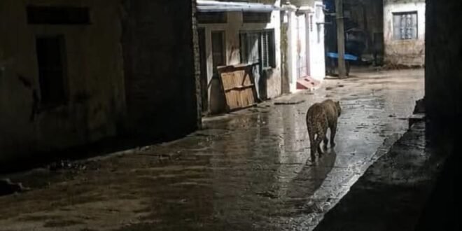 निचलौल के मियां मोहल्ले में दिखा तेंदुआ, रात में सड़क पर टहलते नजर आया